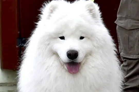 Samoyed- szczenięta z rodowodem FCI, Lubelskie, Jacków