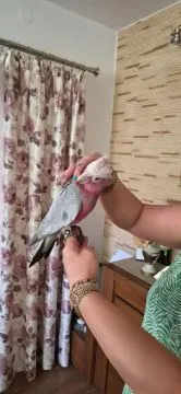 Kakadu różowe ręcznie karmione pupile............., , Sulbiny Dolne