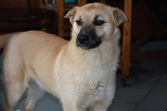 Biszkopcik, roczny piesek bardzo prosi o domek!