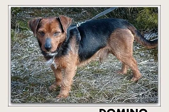 DOMINO,8kg,mały,1 rok,młody,łagodny,rodzinny,szczepiony piesek.ADOPCJA, Podkarpackie, Rzeszów