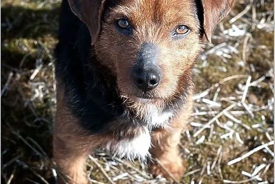 DOMINO,8kg,mały,1 rok,młody,łagodny,rodzinny,szczepiony piesek.ADOPCJA, Podkarpackie, Rzeszów