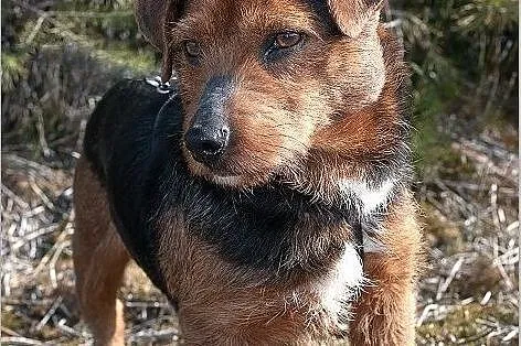 DOMINO,8kg,mały,1 rok,młody,łagodny,rodzinny,szczepiony piesek.ADOPCJA, Podkarpackie, Rzeszów