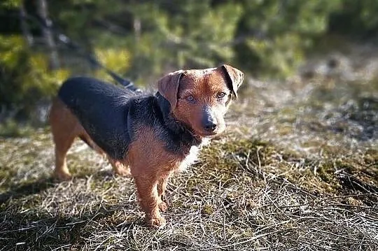 DOMINO,8kg,mały,1 rok,młody,łagodny,rodzinny,szczepiony piesek.ADOPCJA, Podkarpackie, Rzeszów