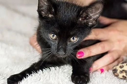 8 tygodniowy Gacek KOCIAK, ciekawski i miziasty ADOPCJA,  Koty pospolite cała Polska