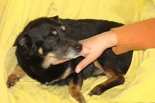 SERDUSZKO- mały piesek,przytulaśny, łagodny, przyj