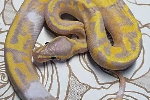 Wąż pyton królewski, python regius samica