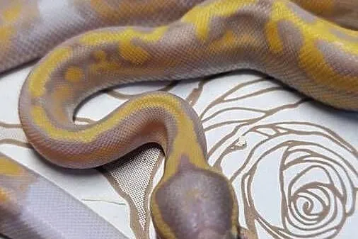 Wąż pyton królewski, python regius samica, Dolnośląskie, Wrocław