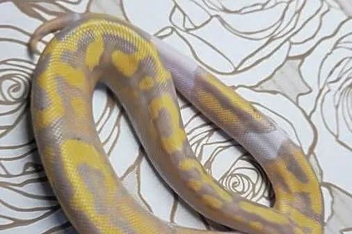 Wąż pyton królewski, python regius samica, Dolnośląskie, Wrocław