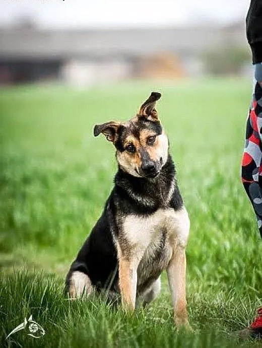 Młoda, bystra, chętna do nauki Sara. Adoptuj cudną