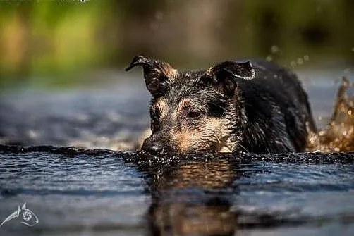 Młoda, bystra, chętna do nauki Sara. Adoptuj cudną