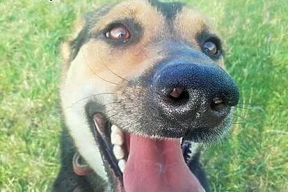 Młoda, bystra, chętna do nauki Sara. Adoptuj cudną