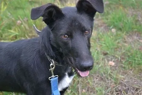 Platon to piękny dostojny psiak, tu gdzie mieszka nie ma szans na adopcję...,  mazowieckie Warszawa