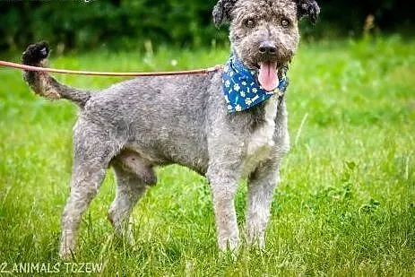 OTOZ Animals - Ciapek - skatowany mix pudla czeka 