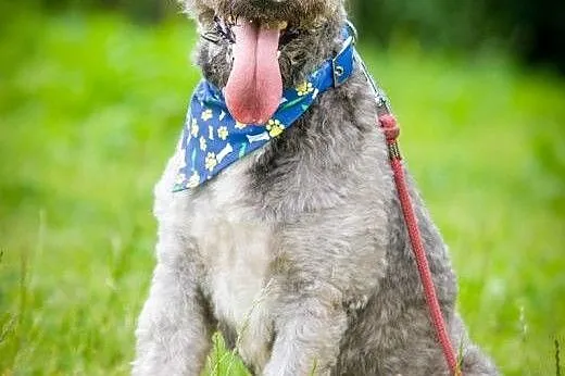 OTOZ Animals - Ciapek - skatowany mix pudla czeka 
