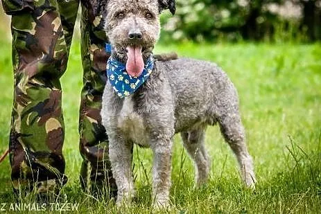 OTOZ Animals - Ciapek - skatowany mix pudla czeka 