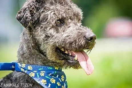 OTOZ Animals - Ciapek - skatowany mix pudla czeka 