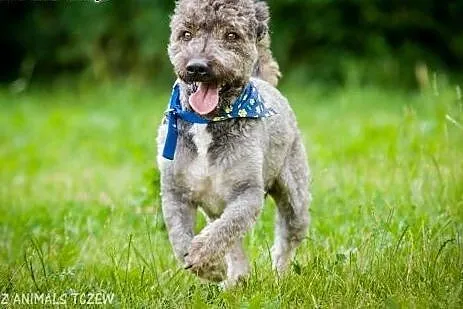 OTOZ Animals - Ciapek - skatowany mix pudla czeka 