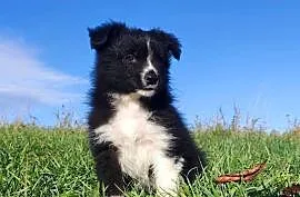 Cudny Pies GROSZEK - BORDER COLLIE z pełną dok. super rodzice - przebadani