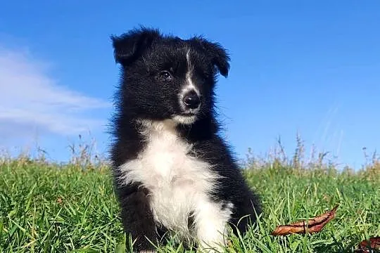 Cudny Pies GROSZEK - BORDER COLLIE z pełną dok. super rodzice - przebadani, Podkarpackie, Iwonicz