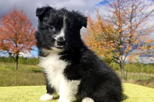 Cudny Pies GROSZEK - BORDER COLLIE z pełną dok. super rodzice - przebadani, Podkarpackie, Iwonicz
