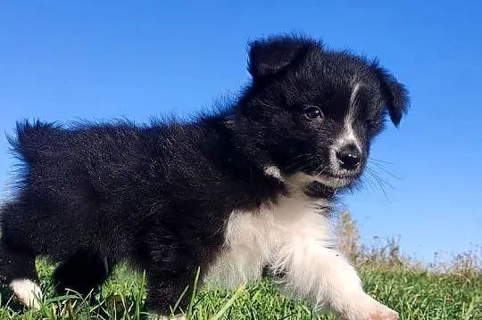 Cudny Pies GROSZEK - BORDER COLLIE z pełną dok. super rodzice - przebadani, Podkarpackie, Iwonicz