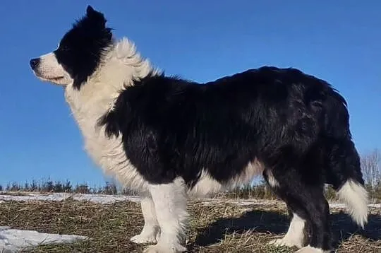 Cudny Pies GROSZEK - BORDER COLLIE z pełną dok. super rodzice - przebadani, Podkarpackie, Iwonicz