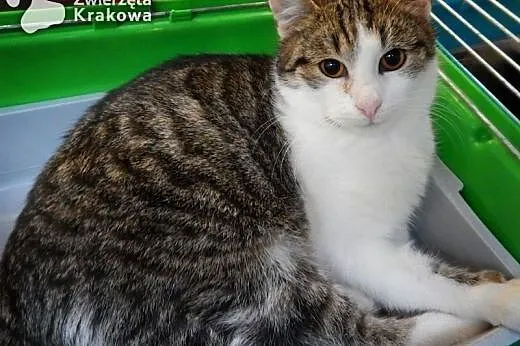 Uroczy przystojniak Benio,  małopolskie Kraków