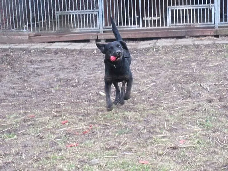 Big Ben czarny labrador poleca się do adopcji