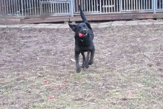 Big Ben czarny labrador poleca się do adopcji