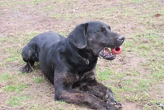 Big Ben czarny labrador poleca się do adopcji