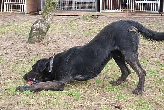 Big Ben czarny labrador poleca się do adopcji