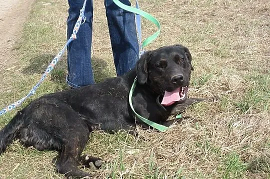 Big Ben czarny labrador poleca się do adopcji