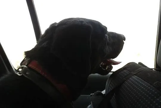 Big Ben czarny labrador poleca się do adopcji