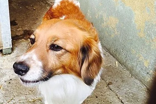 Reksio, z kanapy do boksu, cudny psiak któremu run