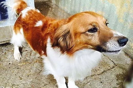 Reksio, z kanapy do boksu, cudny psiak któremu run