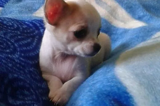 Chihuahua krótko i długowłosy- mini szczeniaczek, 