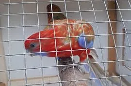 papugi rozele , Czerwony Dwór