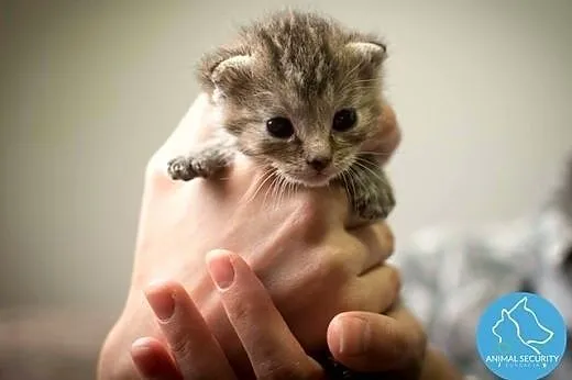 Słodkie małe kociaki do adopcji,  wielkopolskie Po