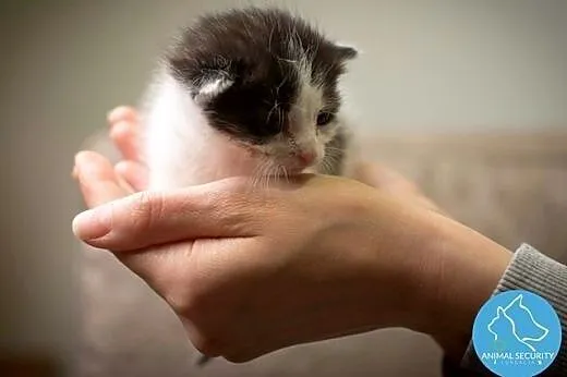 Słodkie małe kociaki do adopcji,  wielkopolskie Po