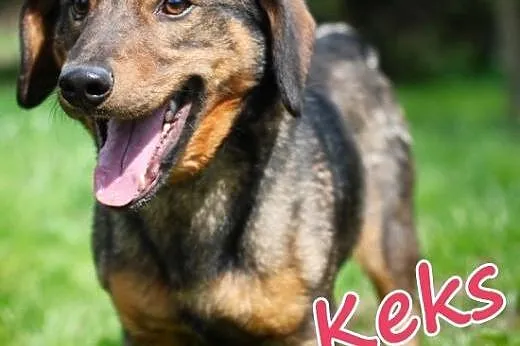 KEKS – pieszczoch jakich mało!,  śląskie Chorzów