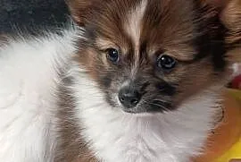 Papillon Spaniel Kontynentalny