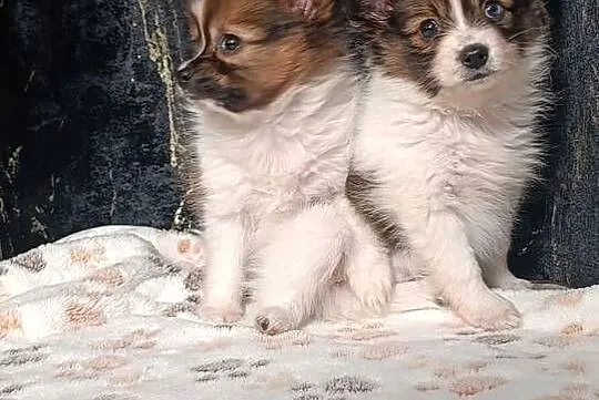 Papillon Spaniel Kontynentalny, Świętokrzyskie, Szczaworyż