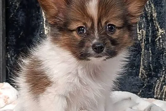Papillon Spaniel Kontynentalny, Świętokrzyskie, Szczaworyż