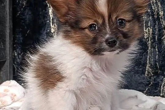 Papillon Spaniel Kontynentalny, Świętokrzyskie, Szczaworyż