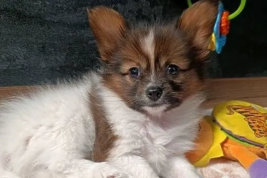 Papillon Spaniel Kontynentalny, Świętokrzyskie, Szczaworyż