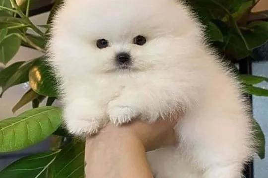 Pieski pomeranian, Pomorskie, Gdańsk