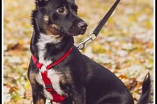 Ok. 1,5 roczna nieduża kochana Luśka -odda Ci serc