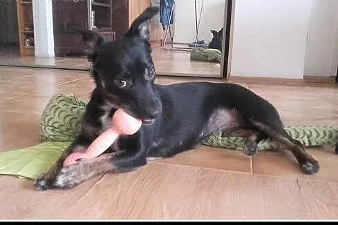 Ok. 1,5 roczna nieduża kochana Luśka -odda Ci serc