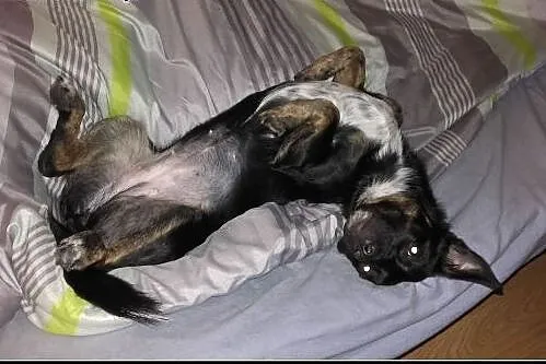 Ok. 1,5 roczna nieduża kochana Luśka -odda Ci serc