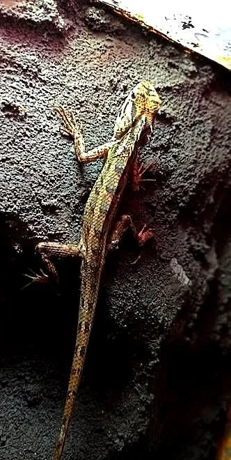 Calotes versicolor, Małopolskie, Kraków